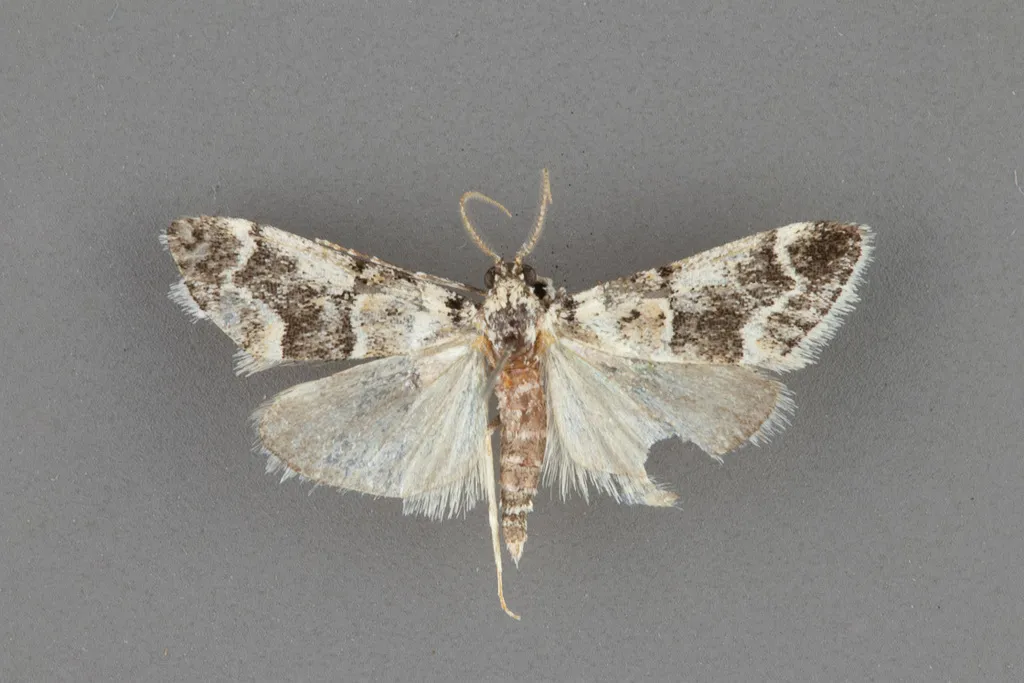 Tallula baboquivarialis - Hodges#5593 - photo 2