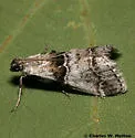 Tallula beroella - Hodges#5593.1