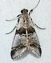 Tallula beroella - Hodges#5593.1 - photo 2