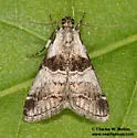 Tallula beroella - Hodges#5593.1 - photo 3