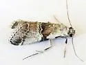 Tallula beroella - Hodges#5593.1 - photo 4