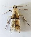Tallula beroella - Hodges#5593.1 - photo 5