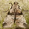Watson's Tallula Moth - Hodges#5592 - photo 2