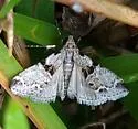 Watson's Tallula Moth - Hodges#5592 - photo 4