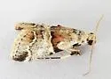 Watson's Tallula Moth - Hodges#5592 - photo 5