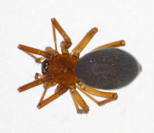 Tallusia experta