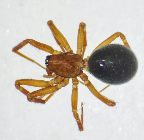 Tallusia experta - photo 2