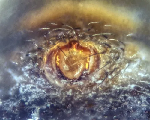 Tallusia experta - photo 3