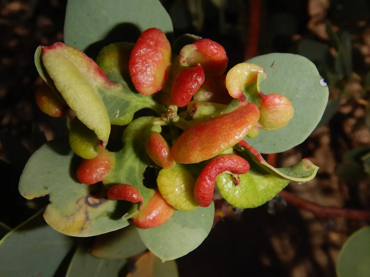 Manzanita Leaf Gall Aphid - photo 3