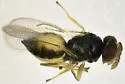 Asian Citrus Psyllid Parasitoid - photo 2