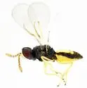 Asian Citrus Psyllid Parasitoid - photo 3