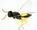 Asian Citrus Psyllid Parasitoid - photo 4