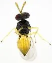 Asian Citrus Psyllid Parasitoid - photo 5