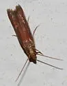 Tampa Moth - Hodges#6028