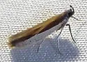 Tampa Moth - Hodges#6028 - photo 2
