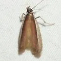 Tampa Moth - Hodges#6028 - photo 4