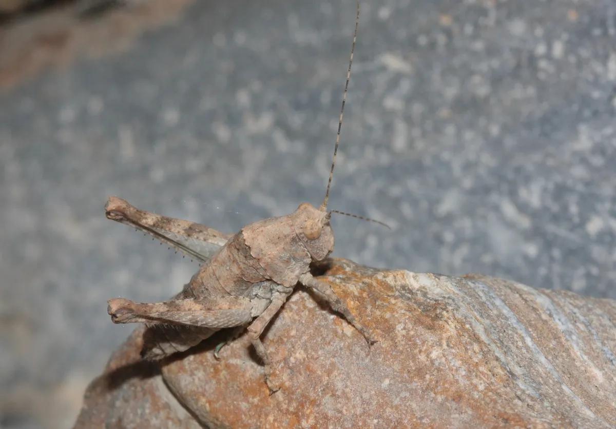 Desert Long-horned Grasshoppers - photo 2