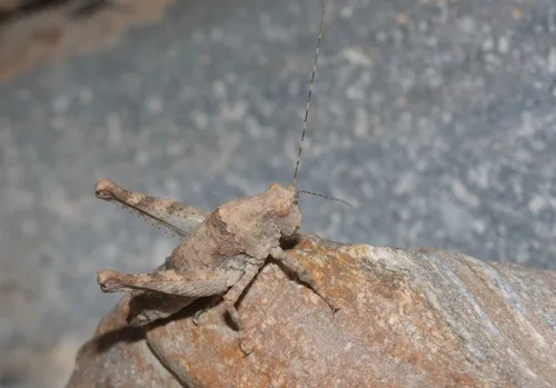 Desert Long-horned Grasshoppers - photo 3