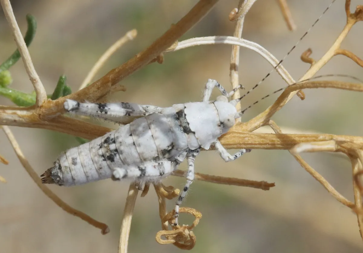 Tanaocerus koebelei