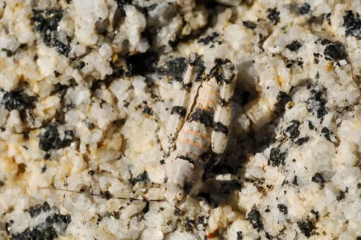 Tanaocerus rugosus - photo 3