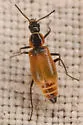 Tanaops basalis - Tanaops basalis