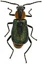 Tanaops coelestinus