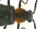 Tanaops coelestinus - photo 2