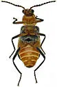 Tanaops coelestinus - photo 3