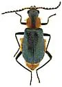 Tanaops coelestinus - photo 4