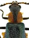 Tanaops coelestinus - photo 5