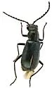 Tanaops foveiventris