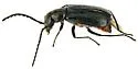 Tanaops foveiventris - photo 2