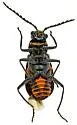 Tanaops foveiventris - photo 3