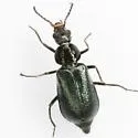 Tanaops foveiventris - photo 4