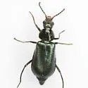 Tanaops foveiventris - photo 5