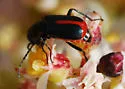 Tanaops longiceps - photo 3