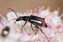 Tanaops longiceps - photo 5