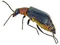 Tanaops rusticus