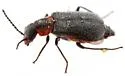 Tanaops rusticus - photo 3