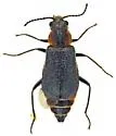Tanaops rusticus - photo 4