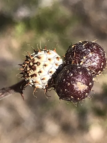 Tanaostigmodes howardii - photo 3