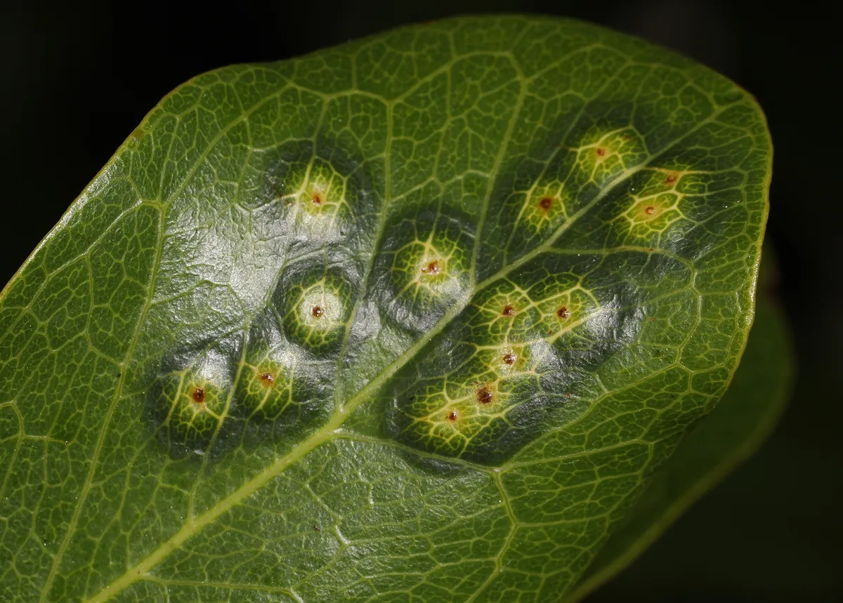 Tanaostigmodes pithecellobiae - photo 3