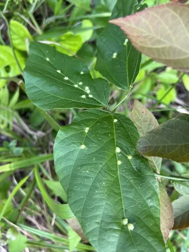 Tanaostigmodes puerariae