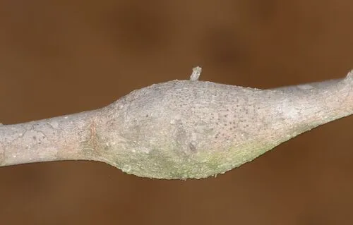 Tanaostigmodes tambotis