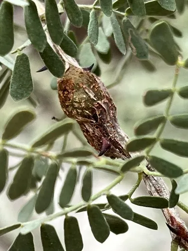 Tanaostigmodes tescus