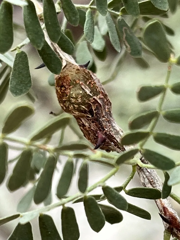 Tanaostigmodes tescus - photo 2