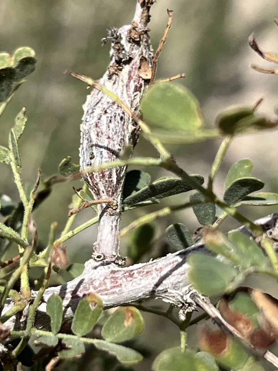 Tanaostigmodes tychii - photo 3