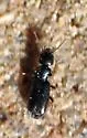 Tanarthrus alutaceus
