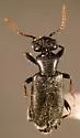 Tanarthrus alutaceus - photo 2