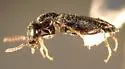 Tanarthrus alutaceus - photo 3